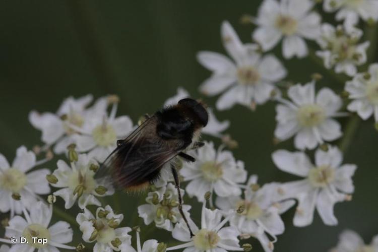 <i>Cheilosia illustrata</i> (Harris, 1780) © D. Top