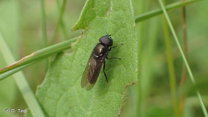 <i>Cheilosia mutabilis</i> (Fallén, 1817) © D. Top