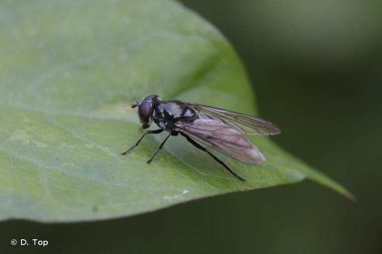 <i>Cheilosia variabilis</i> (Panzer, 1798) © D. Top