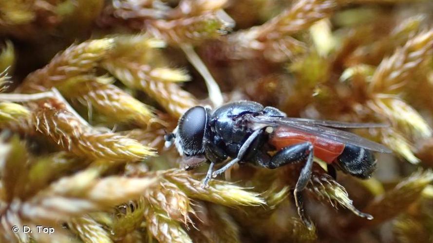 <i>Eumerus tricolor</i> (Fabricius, 1798) © D. Top