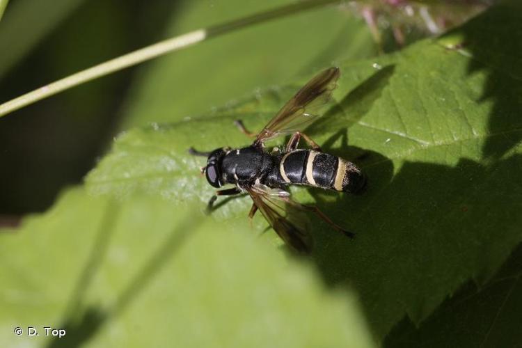 <i>Temnostoma bombylans</i> (Fabricius, 1805) © D. Top