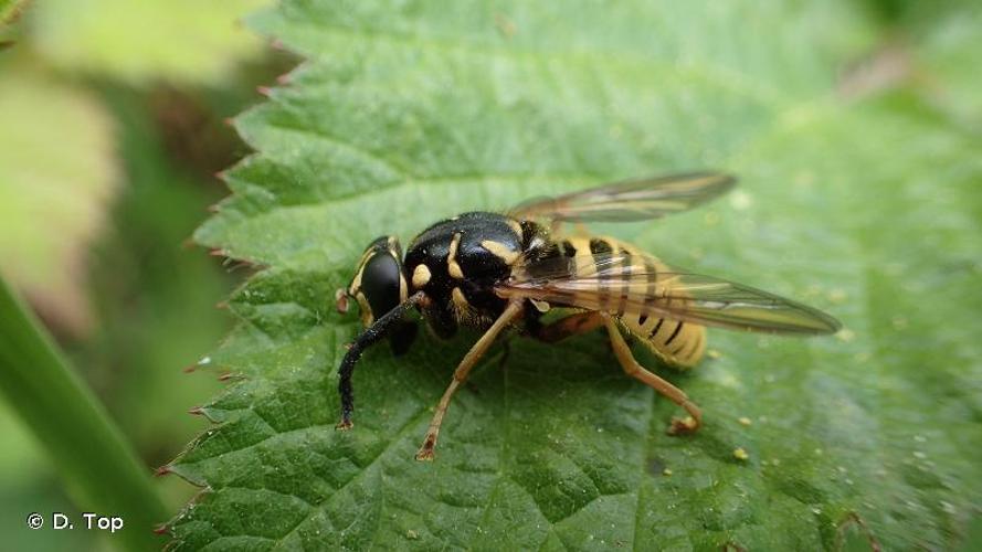 <i>Temnostoma vespiforme</i> (Linnaeus, 1758) © D. Top