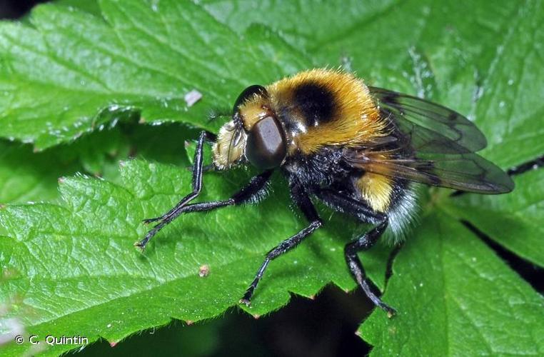 <i>Volucella bombylans</i> (Linnaeus, 1758) © C. Quintin