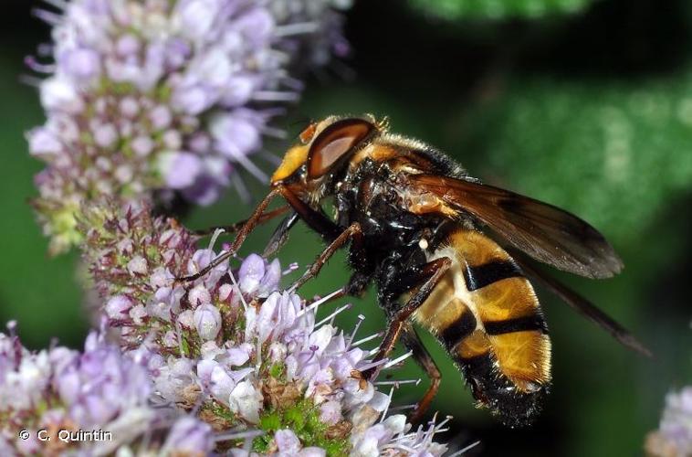 <i>Volucella inanis</i> (Linnaeus, 1758) © C. Quintin