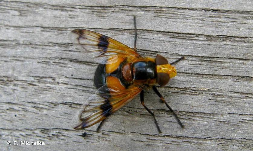 <i>Volucella inflata</i> (Fabricius, 1794) © F. Michalke