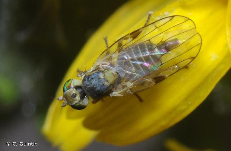 <i>Ensina sonchi</i> (Linnaeus, 1767) © C. Quintin