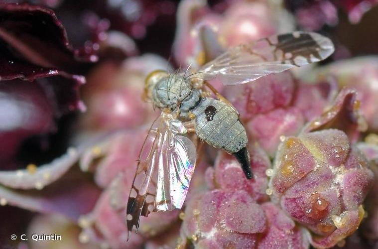 <i>Trupanea amoena</i> (Frauenfeld, 1857) © C. Quintin