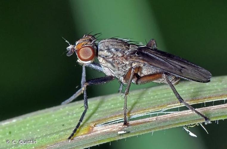 <i>Pherbellia cinerella</i> (Fallén, 1820) © C. Quintin