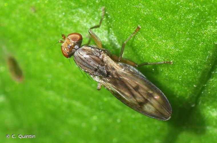 <i>Opomyza germinationis</i> (Linnaeus, 1758) © C. Quintin