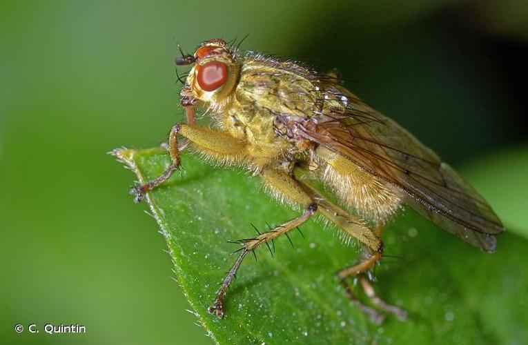 <i>Scathophaga stercoraria</i> (Linnaeus, 1758) © C. Quintin