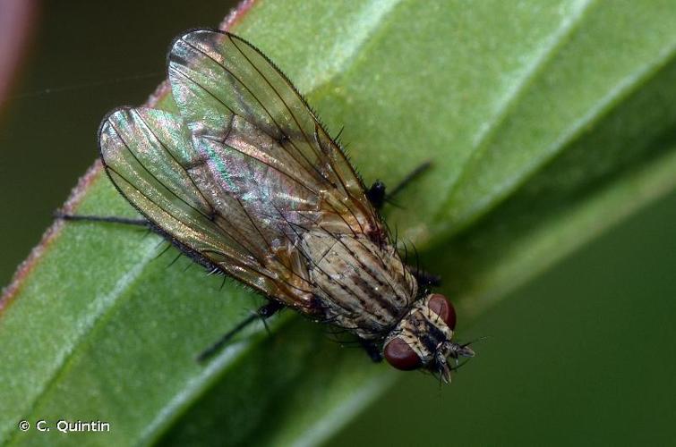 <i>Anthomyia liturata</i> (Robineau-Desvoidy, 1830) © C. Quintin