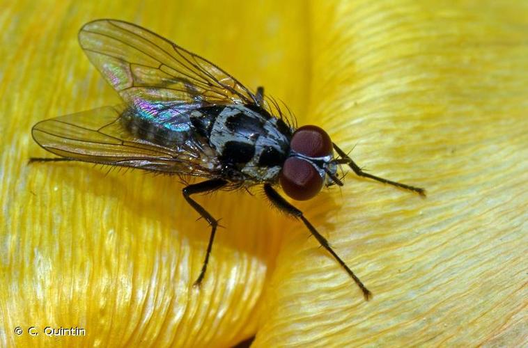 <i>Anthomyia procellaris</i> Rondani, 1866 © C. Quintin