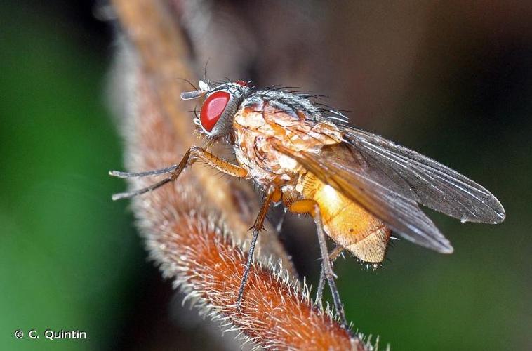 <i>Phaonia rufiventris</i> (Scopoli, 1763) © C. Quintin