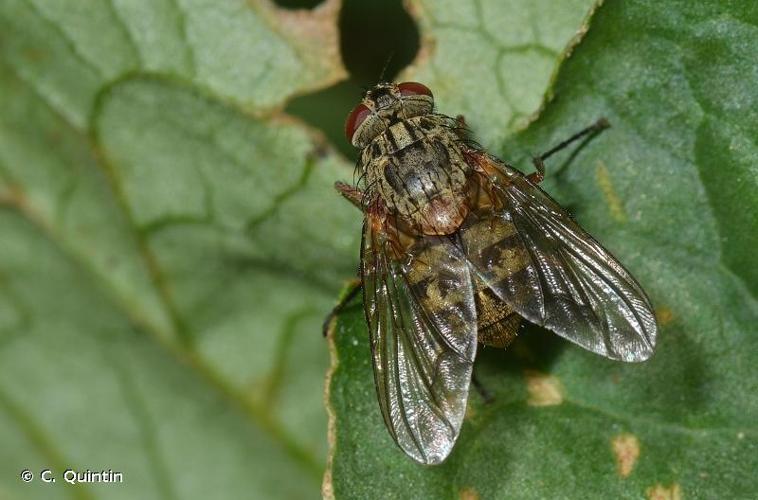 <i>Phaonia valida</i> (Harris, 1780) © C. Quintin