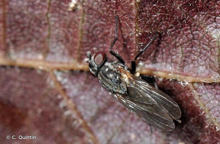 <i>Fannia canicularis</i> (Linnaeus, 1761) © C. Quintin