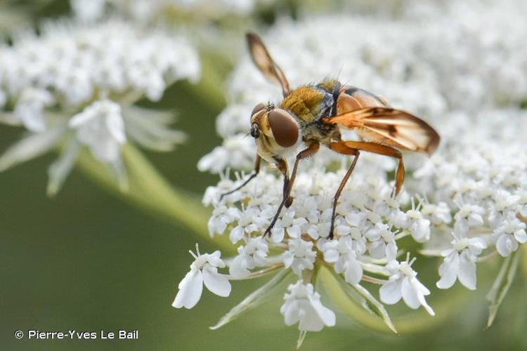 <i>Ectophasia crassipennis</i> (Fabricius, 1794) © Pierre-Yves Le Bail