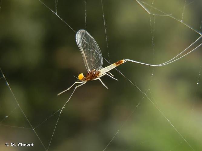 <i>Baetis fuscatus</i> (Linnaeus, 1761) © M. Chovet