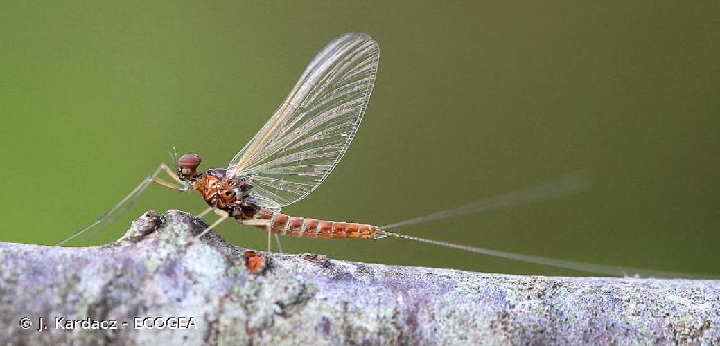 <i>Baetis rhodani</i> (Pictet, 1843) © J. Kardacz - ECOGEA