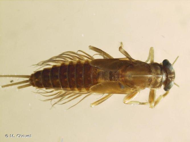 <i>Paraleptophlebia submarginata</i> (Stephens, 1836) © M. Chovet