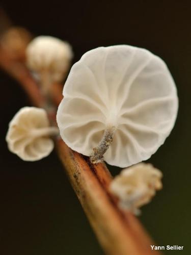 <i>Marasmiellus candidus</i> (Fr.) Singer, 1948 © Y. Sellier