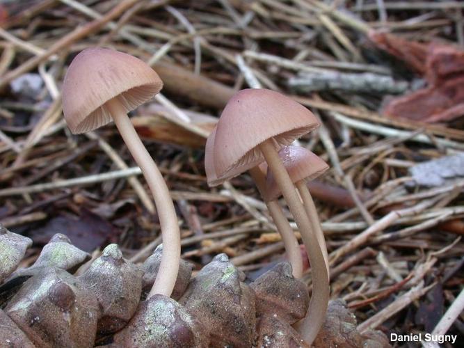 <i>Mycena seynii</i> Quél., 1877 © D. Sugny