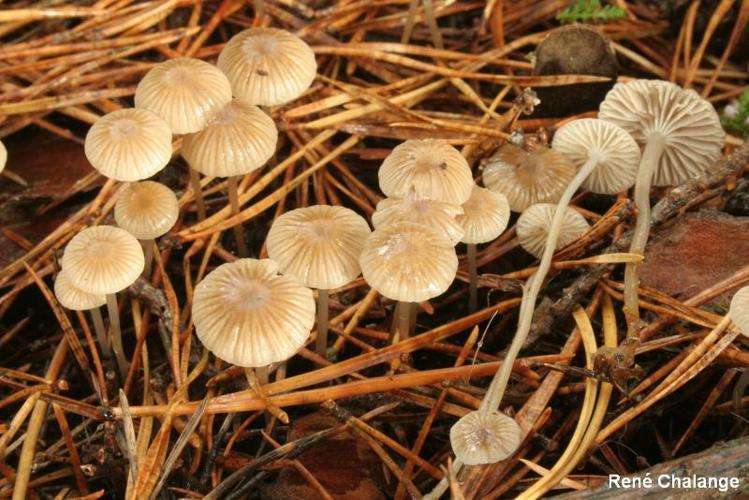 <i>Mycena vulgaris</i> (Pers.) P.Kumm., 1871 © R. Chalange