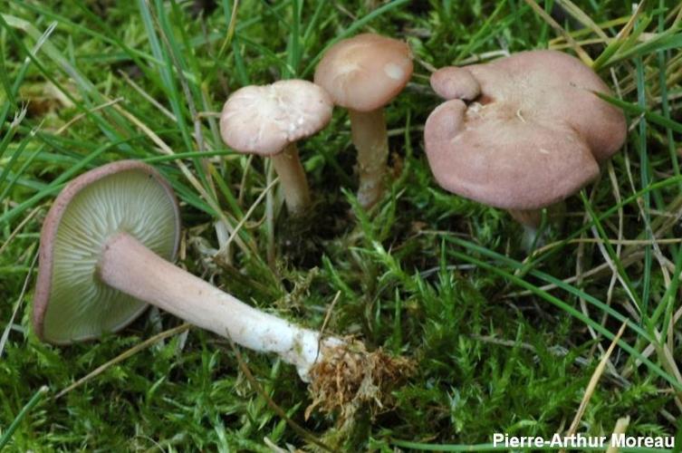 <i>Rugosomyces carneus</i> (Bull.) Bon, 1991 © PA. Moreau