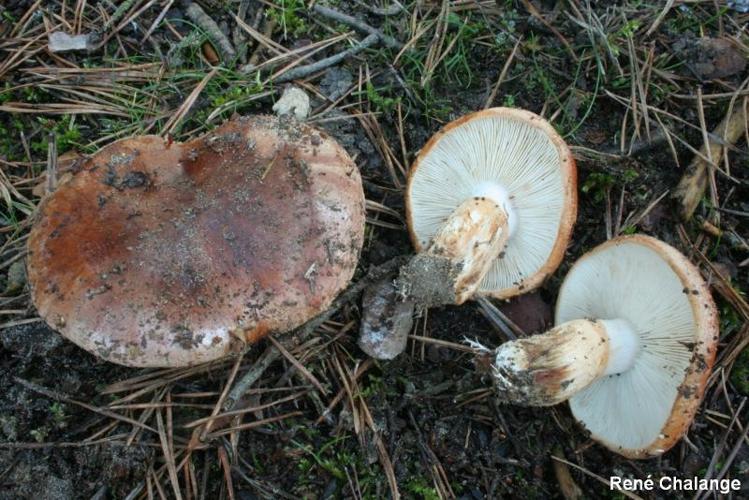 <i>Tricholoma batschii</i> Gulden ex Mort.Chr. & Noordel., 1999 © R. Chalange