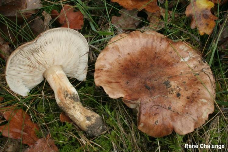 <i>Tricholoma pessundatum</i> (Fr.) Quél., 1872 © R. Chalange