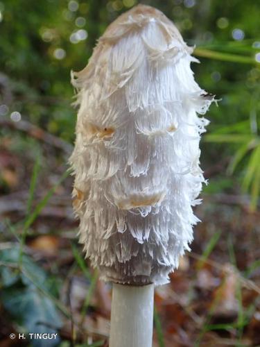 <i>Coprinus comatus</i> (O.F.Müll.) Pers., 1797 © H. TINGUY