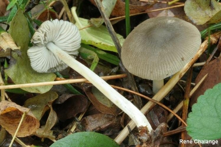 <i>Pluteus cinereofuscus</i> J.E.Lange, 1917 © R. Chalange