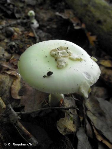 <i>Amanita citrina</i> Pers., 1797 © O. Roquinarc'h