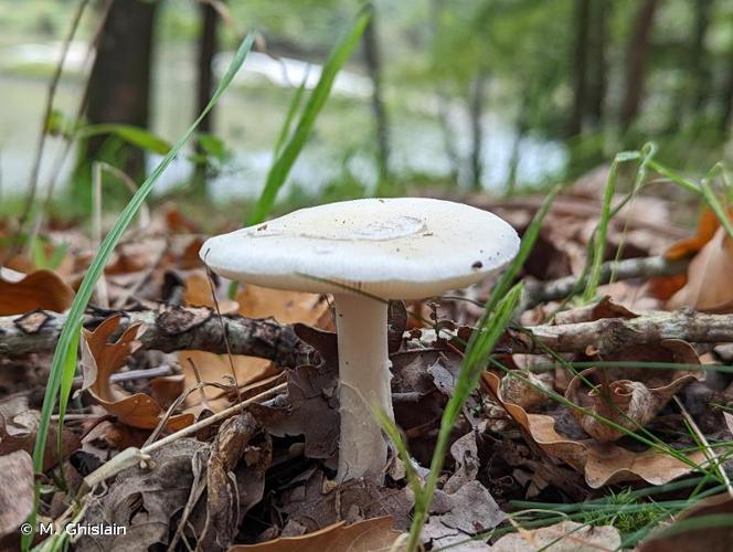 <i>Amanita junquillea</i> Quél., 1877 © M. Ghislain