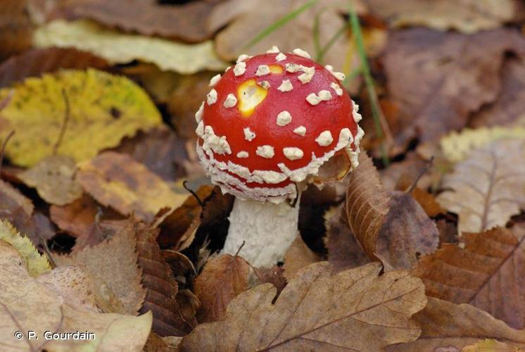 <i>Amanita muscaria</i> (L.) Lam., 1783 © P. Gourdain