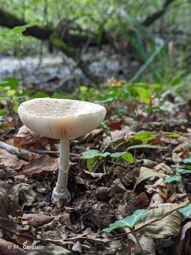 <i>Amanita pantherina</i> (DC.) Krombh., 1846 © M. Ghislain