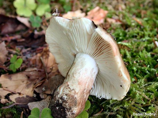 <i>Russula acrifolia</i> Romagn., 1997 © D. Sugny