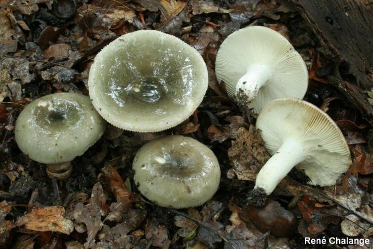 <i>Russula aeruginea</i> Lindblad ex Fr., 1863 © R. Chalange