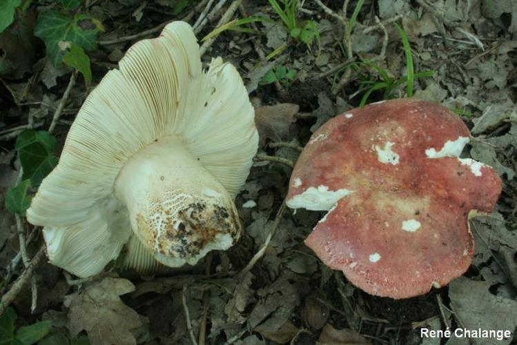 <i>Russula alutacea</i> (Fr.) Fr., 1838 © R. Chalange