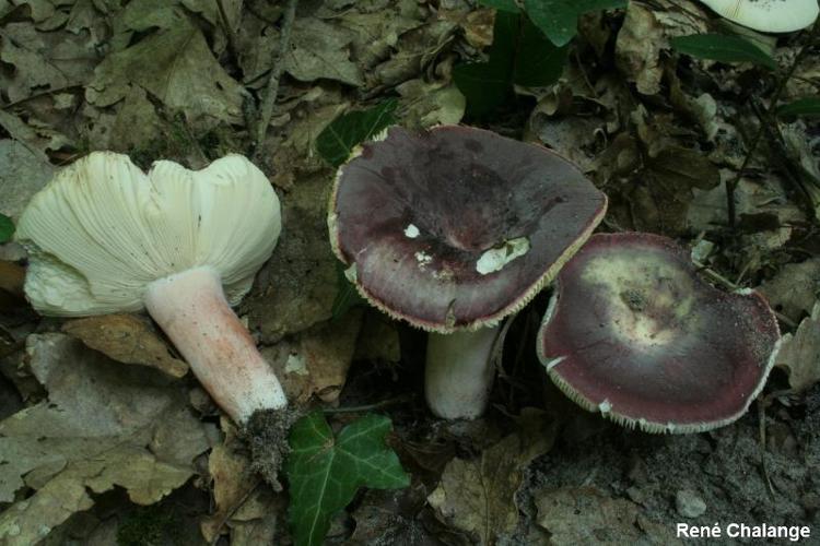 <i>Russula amoenicolor</i> Romagn., 1962 © R. Chalange