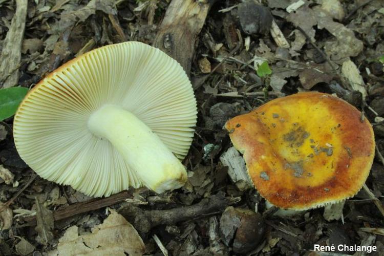 <i>Russula aurea</i> Pers., 1796 © R. Chalange