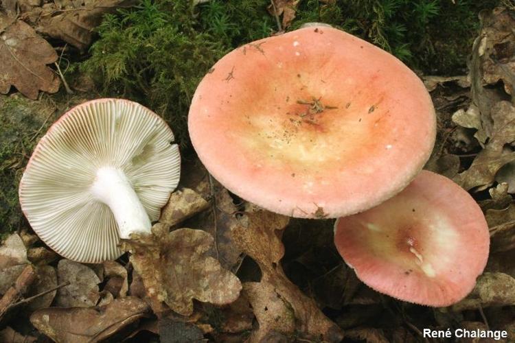 <i>Russula aurora</i> Krombh., 1836 © R. Chalange