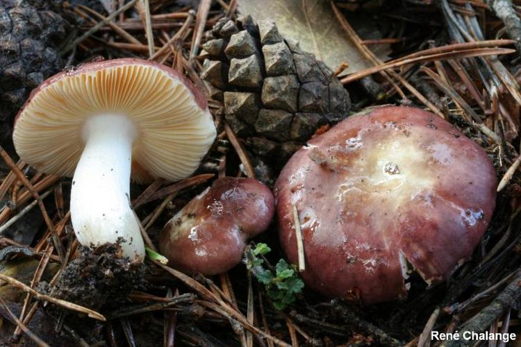 <i>Russula cessans</i> A.Pearson, 1950 © R. Chalange