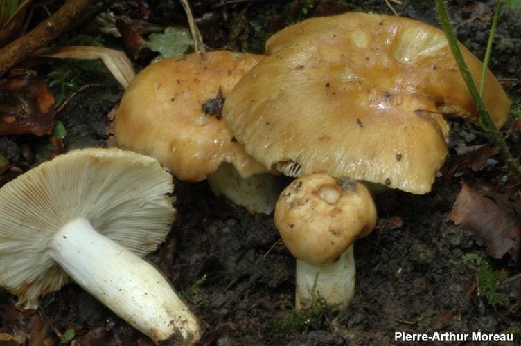 <i>Russula foetens</i> Pers., 1796 © PA. Moreau