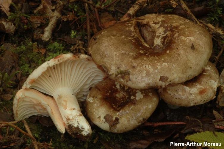 <i>Russula nigricans</i> Fr., 1838 © PA. Moreau