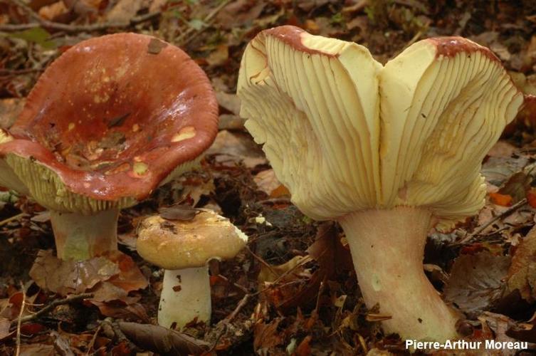 <i>Russula olivacea</i> (Schaeff.) Fr., 1838 © PA. Moreau