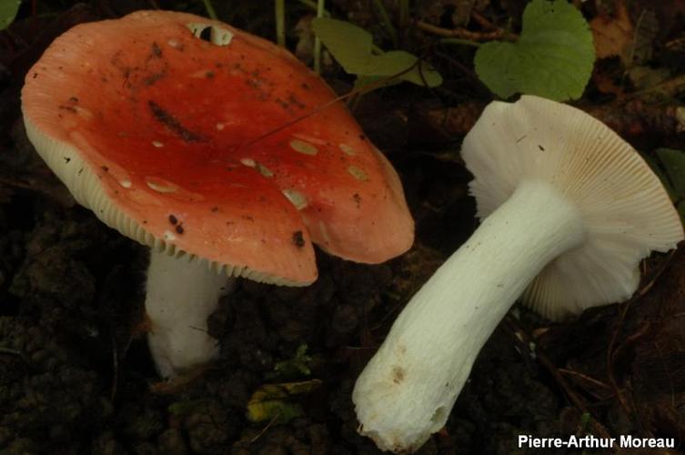 <i>Russula rubra</i> (Lam.) Fr., 1838 © PA. Moreau