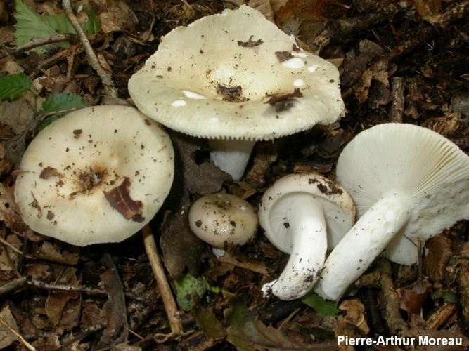 <i>Russula subterfurcata</i> Romagn., 1967 © PA. Moreau