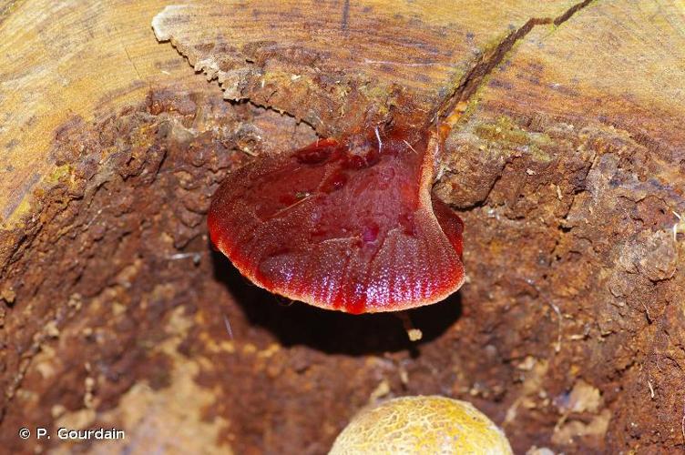 <i>Fistulina hepatica</i> (Schaeff.) With., 1801 © P. Gourdain