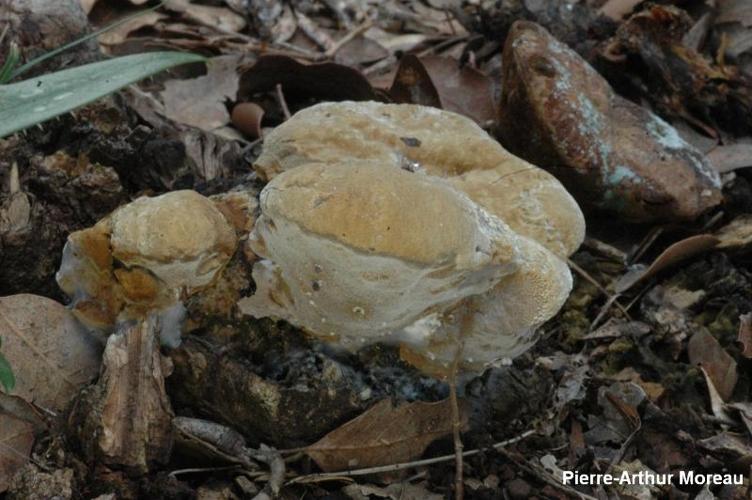 <i>Phellinus erectus</i> A.David, Dequatre & Fiasson, 1982 © PA. Moreau