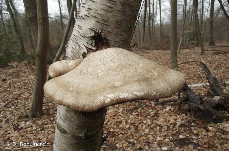 <i>Piptoporus betulinus</i> (Bull.) P.Karst., 1881 © O. Roquinarc'h